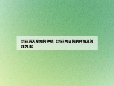 切花满天星如何种植（切花向日葵的种植及管理方法）