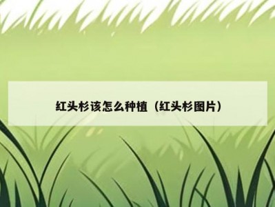 红头杉该怎么种植（红头杉图片）