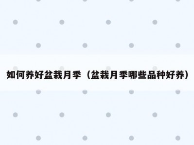 如何养好盆栽月季（盆栽月季哪些品种好养）