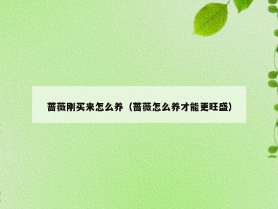 蔷薇刚买来怎么养（蔷薇怎么养才能更旺盛）
