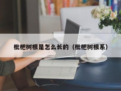 枇杷树根是怎么长的（枇杷树根系）