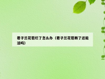 君子兰花苞烂了怎么办（君子兰花苞断了还能活吗）