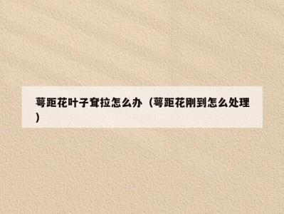 萼距花叶子耷拉怎么办（萼距花刚到怎么处理）