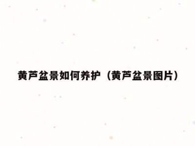 黄芦盆景如何养护（黄芦盆景图片）