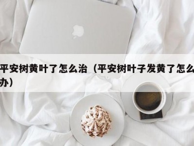 平安树黄叶了怎么治（平安树叶子发黄了怎么办）
