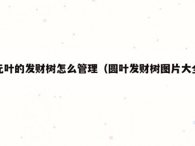 元叶的发财树怎么管理（圆叶发财树图片大全）