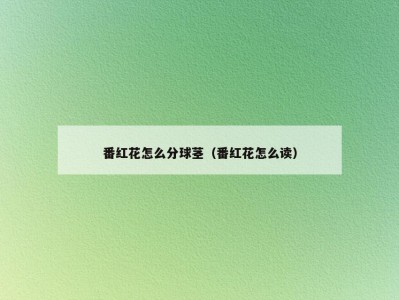 番红花怎么分球茎（番红花怎么读）