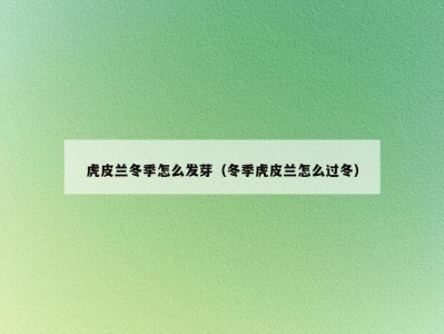 虎皮兰冬季怎么发芽（冬季虎皮兰怎么过冬）