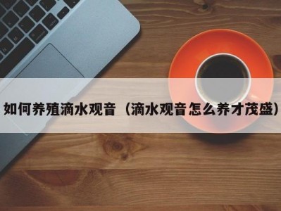 如何养殖滴水观音（滴水观音怎么养才茂盛）