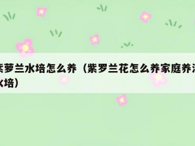 紫萝兰水培怎么养（紫罗兰花怎么养家庭养法水培）