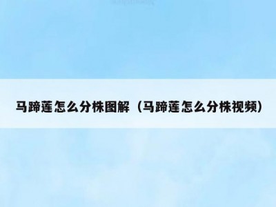 马蹄莲怎么分株图解（马蹄莲怎么分株视频）