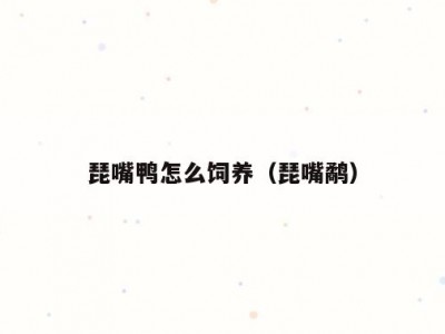 琵嘴鸭怎么饲养（琵嘴鹬）