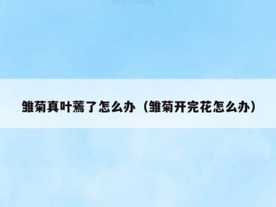 雏菊真叶蔫了怎么办（雏菊开完花怎么办）