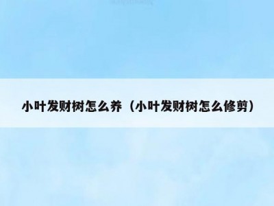 小叶发财树怎么养（小叶发财树怎么修剪）