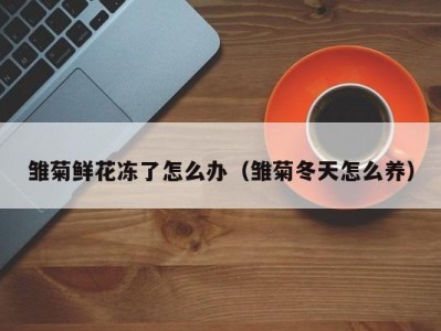 雏菊鲜花冻了怎么办（雏菊冬天怎么养）