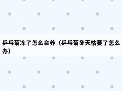 乒乓菊冻了怎么会养（乒乓菊冬天枯萎了怎么办）