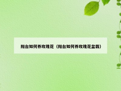 阳台如何养玫瑰花（阳台如何养玫瑰花盆栽）