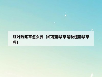 红叶酢浆草怎么养（红花酢浆草是秋植酢浆草吗）
