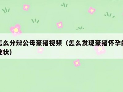 怎么分辩公母豪猪视频（怎么发现豪猪怀孕的症状）