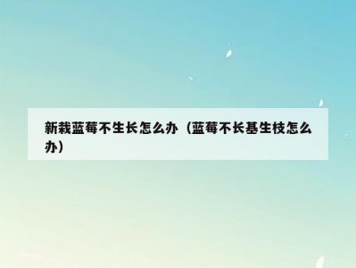 新栽蓝莓不生长怎么办（蓝莓不长基生枝怎么办）