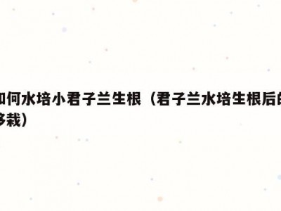 如何水培小君子兰生根（君子兰水培生根后的移栽）