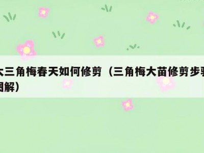 大三角梅春天如何修剪（三角梅大苗修剪步骤图解）