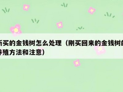 新买的金钱树怎么处理（刚买回来的金钱树的养殖方法和注意）