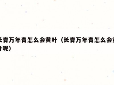 长青万年青怎么会黄叶（长青万年青怎么会黄叶呢）