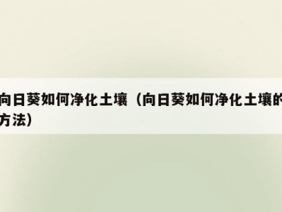 向日葵如何净化土壤（向日葵如何净化土壤的方法）