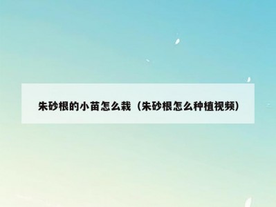 朱砂根的小苗怎么栽（朱砂根怎么种植视频）