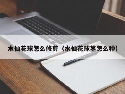 水仙花球怎么修剪（水仙花球茎怎么种）