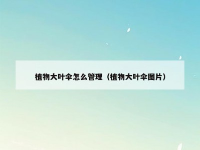 植物大叶伞怎么管理（植物大叶伞图片）