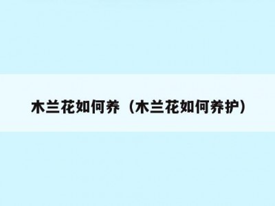 木兰花如何养（木兰花如何养护）