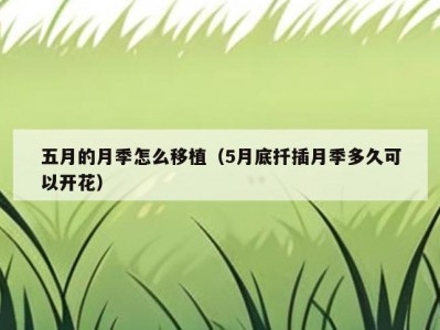 五月的月季怎么移植（5月底扦插月季多久可以开花）