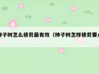 柿子树怎么修剪最有效（柿子树怎样修剪要点）