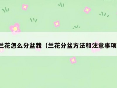 兰花怎么分盆栽（兰花分盆方法和注意事项）