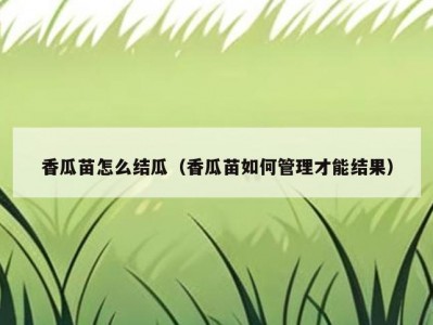香瓜苗怎么结瓜（香瓜苗如何管理才能结果）