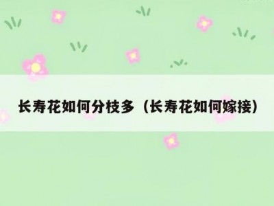 长寿花如何分枝多（长寿花如何嫁接）