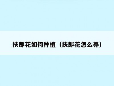 扶郎花如何种植（扶郎花怎么养）
