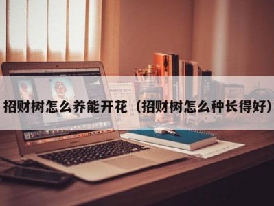 招财树怎么养能开花（招财树怎么种长得好）