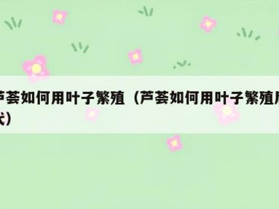 芦荟如何用叶子繁殖（芦荟如何用叶子繁殖后代）