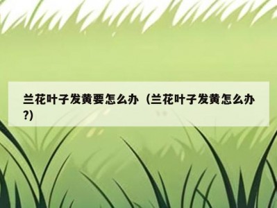 兰花叶子发黄要怎么办（兰花叶子发黄怎么办?）