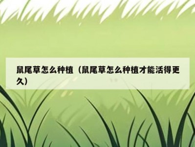 鼠尾草怎么种植（鼠尾草怎么种植才能活得更久）