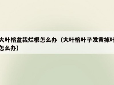 大叶榕盆栽烂根怎么办（大叶榕叶子发黄掉叶怎么办）