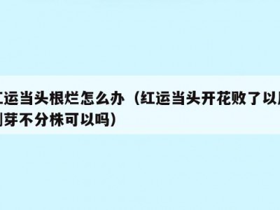 红运当头根烂怎么办（红运当头开花败了以后侧芽不分株可以吗）
