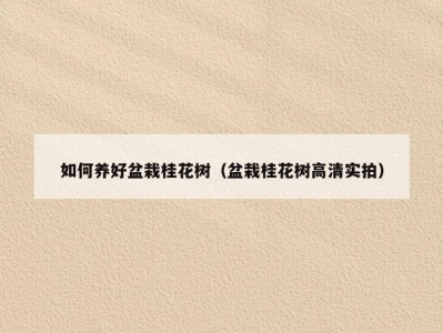 如何养好盆栽桂花树（盆栽桂花树高清实拍）