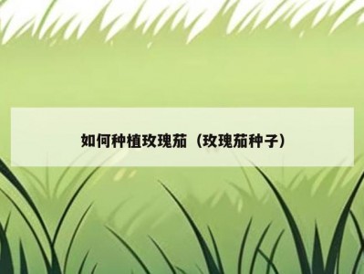 如何种植玫瑰茄（玫瑰茄种子）