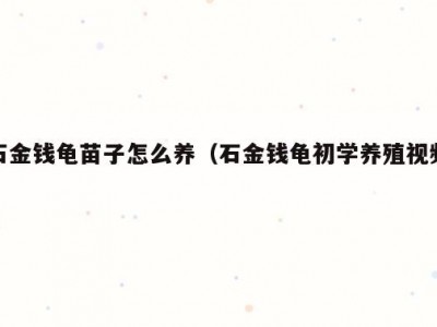 石金钱龟苗子怎么养（石金钱龟初学养殖视频）