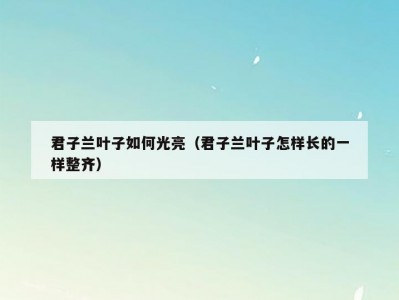 君子兰叶子如何光亮（君子兰叶子怎样长的一样整齐）