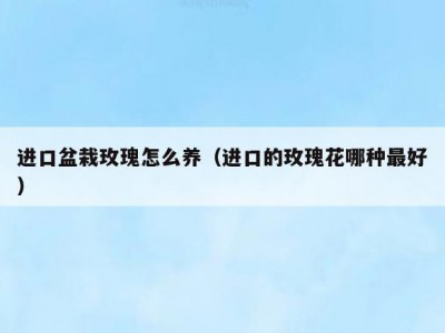 进口盆栽玫瑰怎么养（进口的玫瑰花哪种最好）